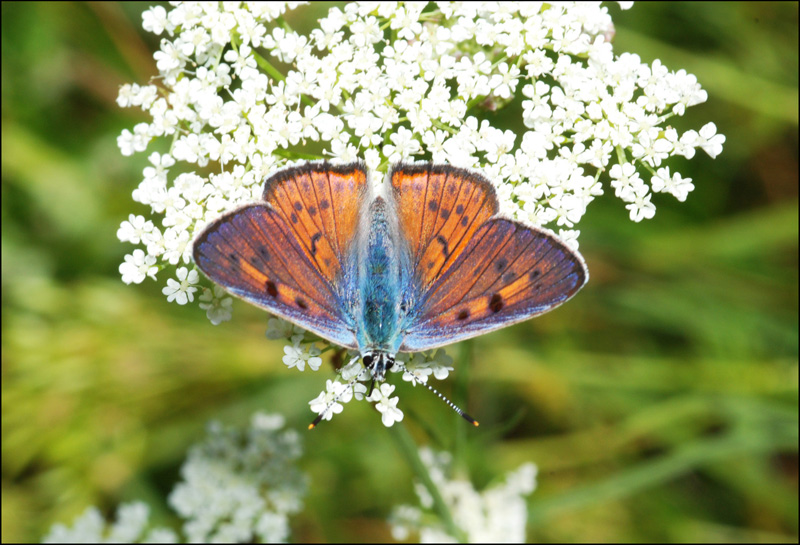 lycaena alciphron ? - si